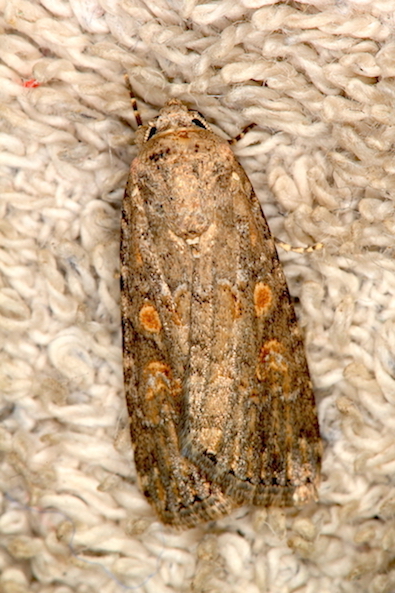 Noctuidae infestante - Spodoptera exigua